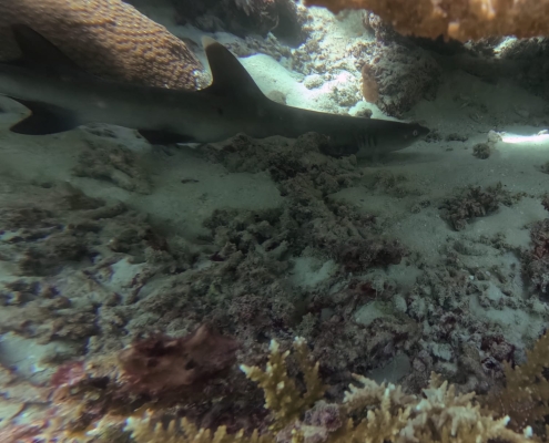 Hai beim Schnorchelausflug mit der Schule Babyhai beim Schnorcheln
