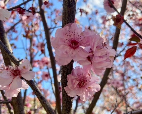 Kirschblütenfestival in den japanischen Gärten Kirschblütenfestival in den japanischen Gärten