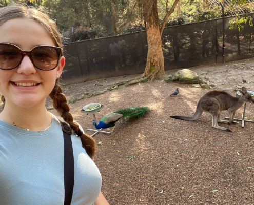 Kängurus und Pfauen im botanischen Garten Kängurus und Pfauen im botanischen Garten