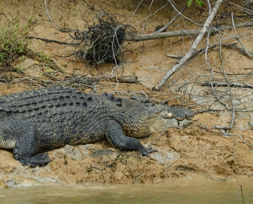 Krokodil in freier Wildbahn Krokodil in freier Wildbahn