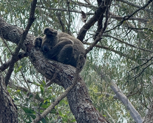 Koala beim Mittagsschlaf Koala beim Mittagsschlaf