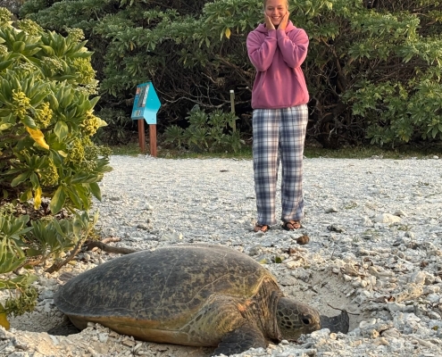 Turtle bei der Eiablage auf Lady Elliot Island Turtle bei der Eiablage auf Lady Elliot Island