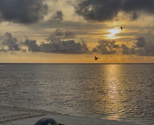 Lady Elliot Island: Sonnenaufgang mit Schildkröte Lady Elliot Island: Sonnenaufgang mit Schildkröte