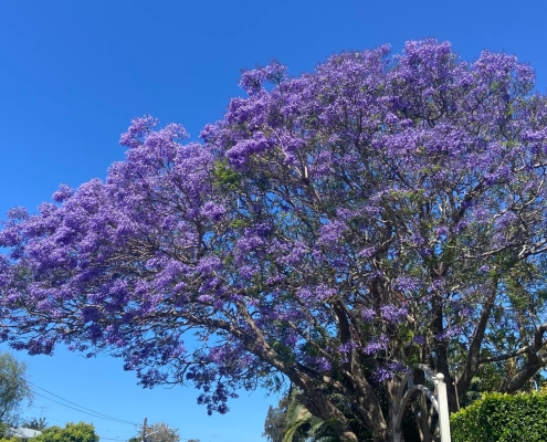 Jacaranda Baum Jacaranda Baum