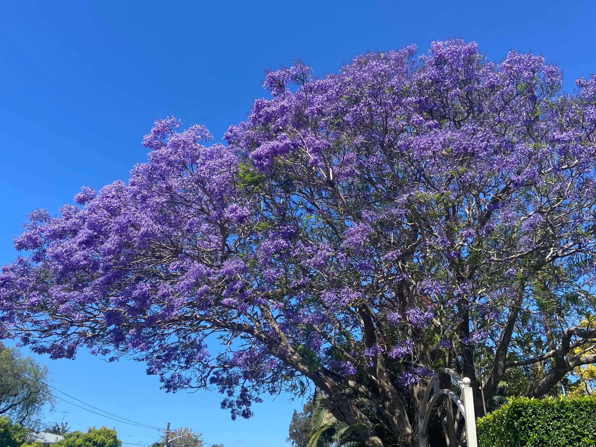 Jacaranda Baum Jacaranda Baum
