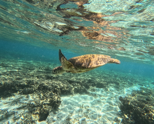 Seaturtle auf Lady Elliot Island Seaturtle auf Lady Elliot Island