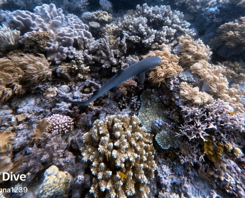 Tauchsafari in Cairns 1 Tauchsafari in Cairns 1