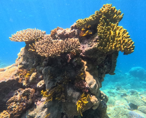 Tauchsafari in Cairns 3 Tauchsafari in Cairns 3