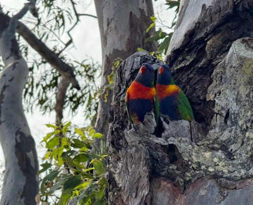 Regenbogenloris Regenbogenloris