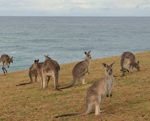 Kängurus auf Kangaroo Island Kängurus auf Kangaroo Island