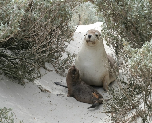 Robben auf Kangaroo Island Robben auf Kangaroo Island