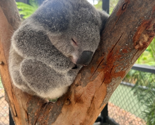 Koala im Australian Reptile Park, Somersby Koala im Australian Reptile Park, Somersby