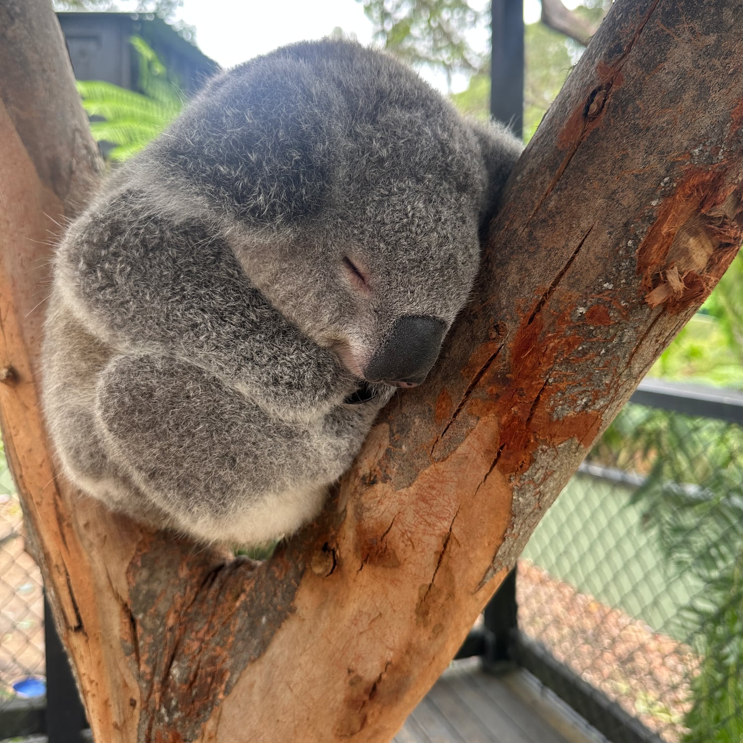 Koala im Australian Reptile Park, Somersby Koala im Australian Reptile Park, Somersby