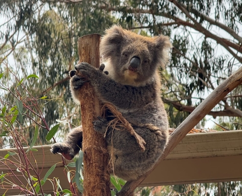 Koala im Wildlife Park Koala im Wildlife Park