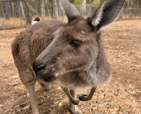 Känguru im Wildlife Park Känguru im Wildlife Park