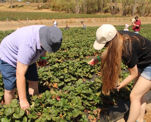 Erdbeeren pflücken mit meinem Hostdad Erdbeeren pflücken mit meinem Hostdad