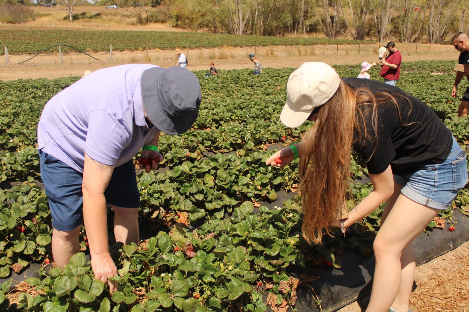 Erdbeeren pflücken mit meinem Hostdad Erdbeeren pflücken mit meinem Hostdad