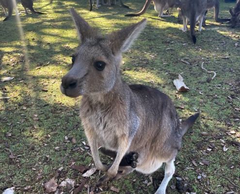 Kängurus im Urimbirra Wildlife Experience Park
