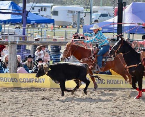 Kälber mit dem Lasso einfangen beim Rodeo in Kilcoy Beim Rodeo