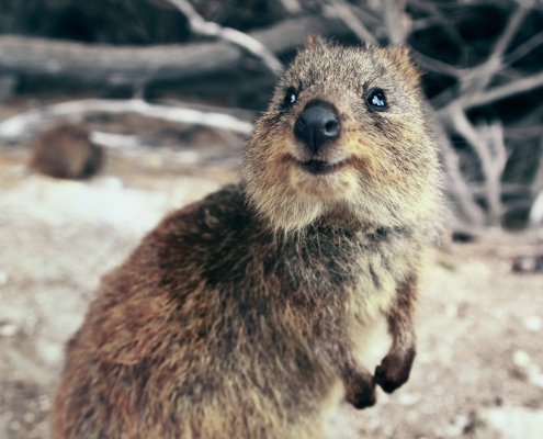 Quokka auf Rottnest Island Quokka auf Rottnest Island